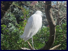 L'Oceanogràfic Oceanarium 082 - the aviary